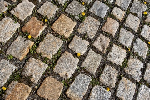 Cobbles with dandelions