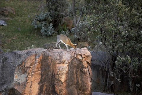 Klipspringer (oreotragus oreotragus), Adult on Rock, Hell's Gate Park in Kenya