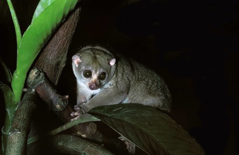 Bosman's potto (perodicticus potto), adult