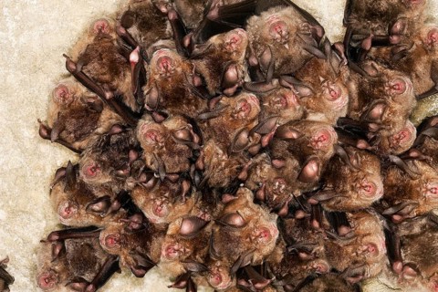 GREATER HORSESHOE BAT (rhinolophus ferrumequinum), ADULT HIBERNATING IN A CAVE, NORMANDY IN FRANCE