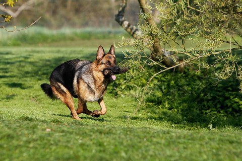 German Shepherd Dog, Adult running on Lawn, with Stick of Wood in Mouth