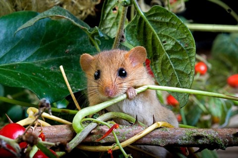 Common Dormouse (muscardinus avellanarius), Adult standing on Branch with Berries, Normandy