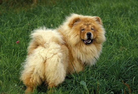 Chow Chow Dog standing on Grass