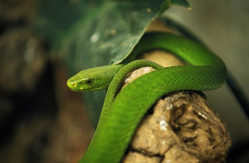 GREEN MAMBA (dendroaspis angusticeps), TANZANIA
