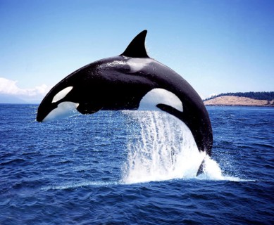 Killer Whale (orcinus orca), Adult Breaching, Channel near Orca's Island