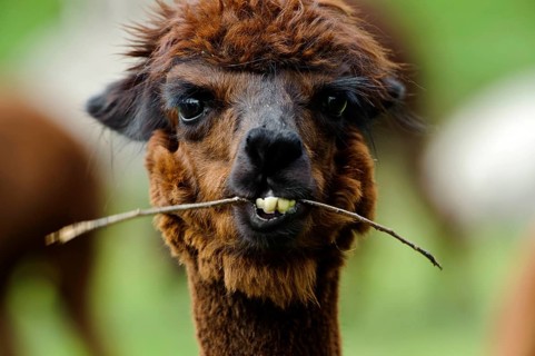 Alpaca (Llama pacos)