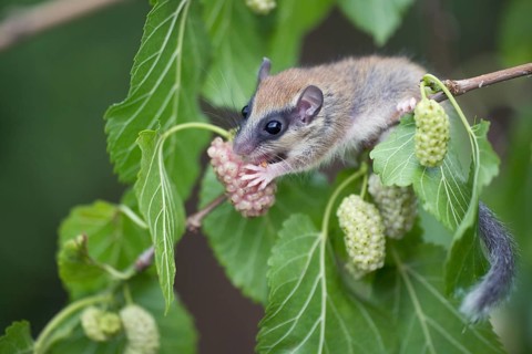 Forest Dormouse (Dryomys nitedula), young, Bulgaria, Europe