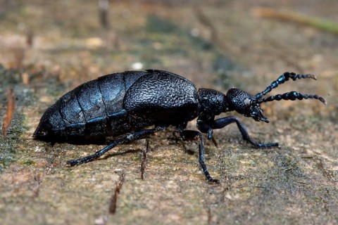 Black-blue oil beetle (Meloe proscarabeus), Germany, Europe
