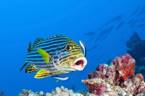 Oriental Sweetlips (Plectorhinchus vittatus) cleaned by Cleaner Wrasse, South Male Atoll, Maldives
