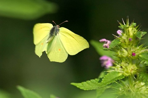 Brimstone (Gonepteryx rhamni) flying, with a (Lamium purpureum), purple dead-nettle