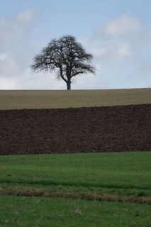 Colour gradations on arable land and meadows, agriculture, agribusiness, Michelbach an der Bilz,