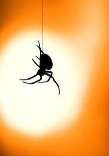 Closeup, macro of an European garden spider, cross orbweaver, diadem spider, orangie, cross spider,