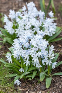 Mishchenko's bluestem (Scilla mishchenkoana)