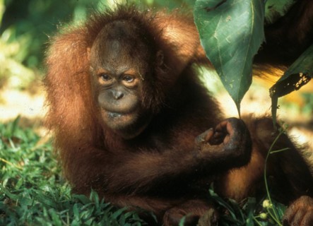 Im MalayischenTeil auf Borneo gibt es zwei Orang Utan Reha-Stationen (Sepilok, Sarawak und Sabah)