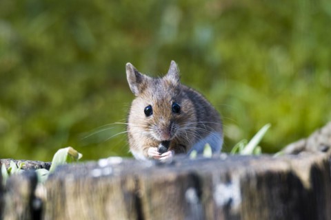 Yellow-necked mouse (Apodemus flavicollis) feeding. Yellow-necked mouse (Apodemus flavicollis)