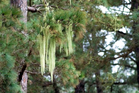 Close up of an Old Man's Beard, Beard Lichen (Usnea filipendula) on a Canary Pine Tree (Pinus