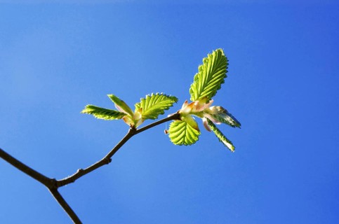 Young fresh foliage in April of a Hornbeam (Carpinus betulus) in blue sky in spring