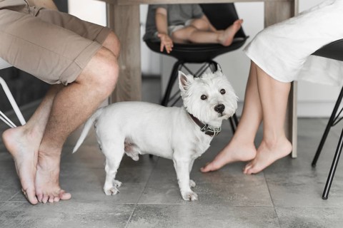 Cute dog table with family sitting chair