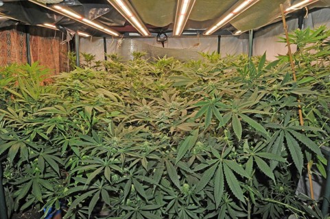 Medicin, medical use, agriculture, farmer, hemp, plant, Cannabis, THC, CDB, Cannabidiol,