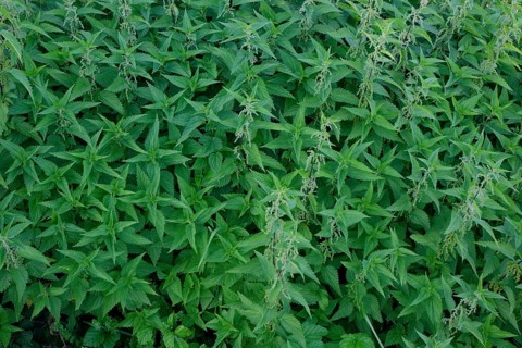 Primeval forest of stinging nettles (Urtica), Schwäbisch Hall, Heilbronn-Franken, Hohenlohe,