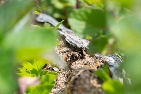 Deadwood leafcutter bee (Megachile willughbiella), leaving its brood cavity in dead wood lying on