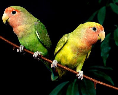 Rosy Faced Lovebird (agapornis roseicollis), Adults standing on Branch