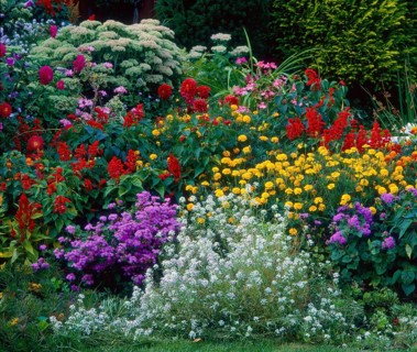 Front garden in summer, various perennials