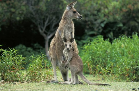 Eastern Grey Kangaroo (macropus giganteus), Female with Joey, Australia, Oceania