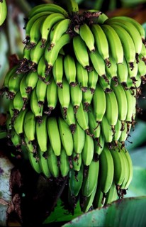 BUNCH OF BANANAS, HAWAII