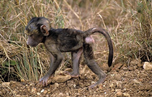 Olive Baboon (papio anubis), young walking, Masai Mara Park in Kenya