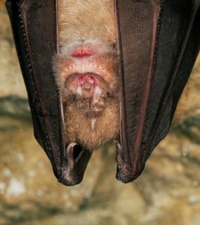 GREATER HORSESHOE BAT (rhinolophus ferrumequinum), ADULT HIBERNATING IN A CAVE, NORMANDY IN FRANCE