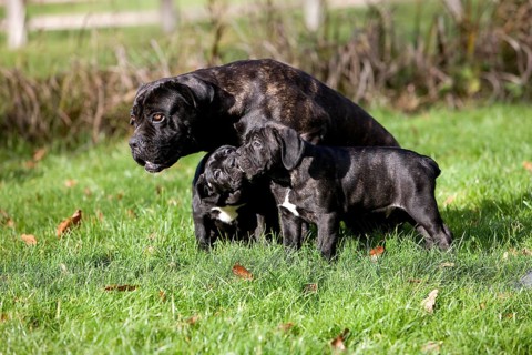 Cane Corso, Dog Breed from Italy, Female with Pup standing on Grass