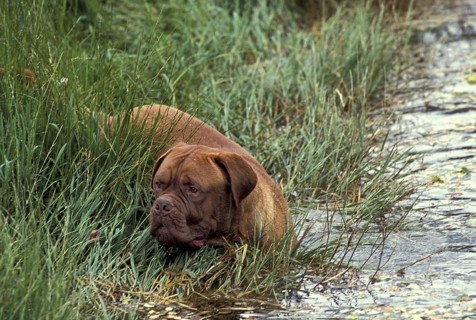 Bordeaux Mastiff Dog entering Water