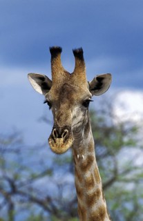 Rothschild's Giraffe (giraffa camelopardalis rothschildi), Portrait of Adults