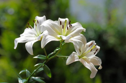 White lilies (Lilium) in the garden flowering hybrid