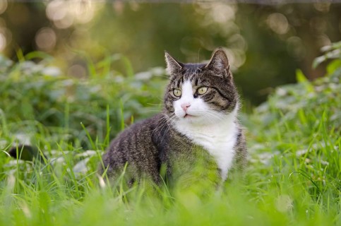 Domestic cat