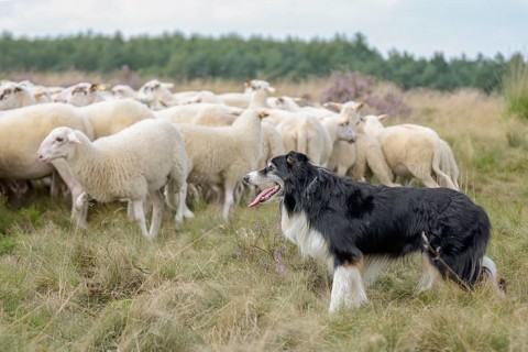 Australian Shepherd herding dog guards Bentheimer Land sheep