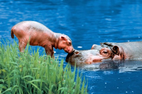 Hippo (Hippopotamus amphibius) with young animal