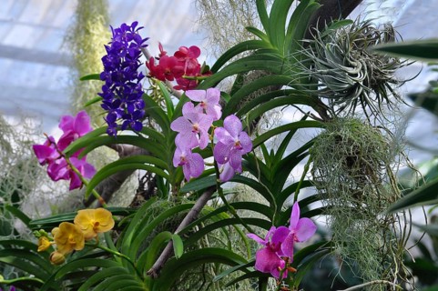 On Lake Constance, Mainau Island, Butterfly House, various orchids