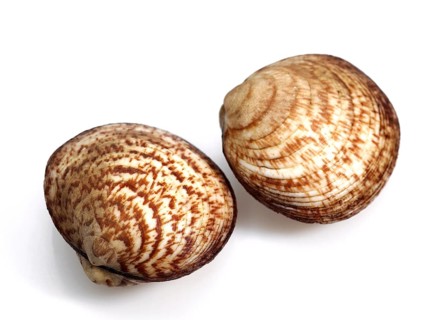 Sea almond, Common velvet mussel, Sea almonds, Common velvet mussels, Other animals, Mussels,