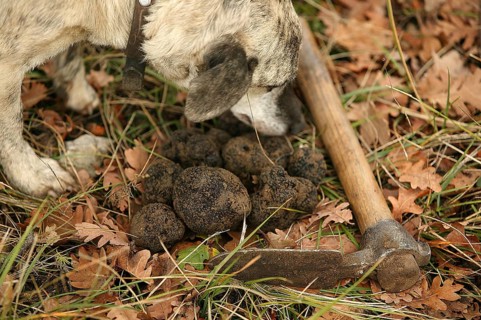 TRUFFLE DOG, TRUFFLE MOLLS, DROME IN SOUTHEAST OF FRANCE