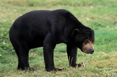 ADULT MALAIAN sun bear (helarctos malayanus) ON GRASS