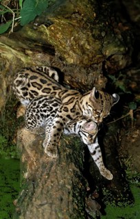 Margay (leopardus wiedii), FEMALE CAT WITH DICE IN THE MOUTH