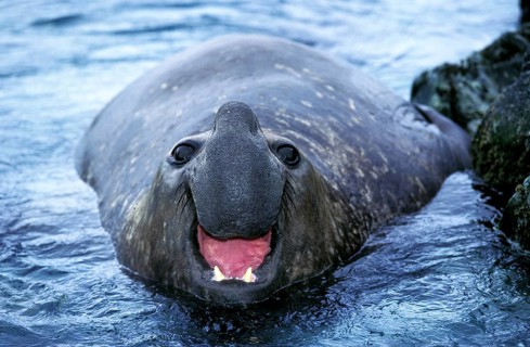 Southern Elephant Seal (mirounga leonina), Male calling, Antarctica