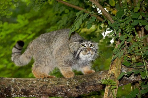 Pallas's cat (Otocolobus manul) OR PALLAS CAT, ADULT AT THE BRANCH