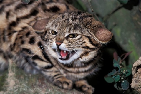 Black-Footed Cat (felis nigripes), Adult Snarling, in Defensive Posture