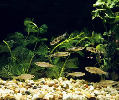 Aquarium with pearl belly fish, brachydanio albolineatus, leopard belly fish and zebra danio