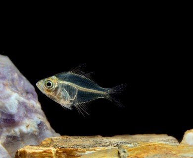 Parambassis lala, Pseudambassis lala, Indian glassfish, Indian glassfish, Other animals, Fish,