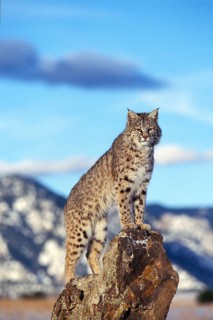 BOBCAT (lynx rufus), ERWACHSENER AUF FELSEN, UMZUSCHAUEN, KANADA