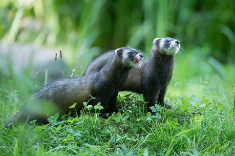 European polecats (Mustela putorius) (Putorius putorius) European polecat